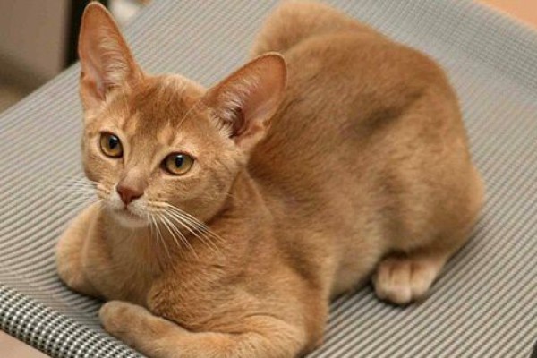 5 Spesies Kucing Paling Populer di Jepang, Eksotis!