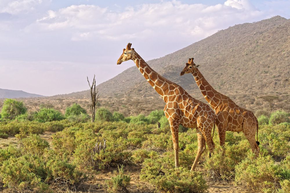 6 Taman Nasional di Kenya, Animal Lovers Wajib Jelajahi!
