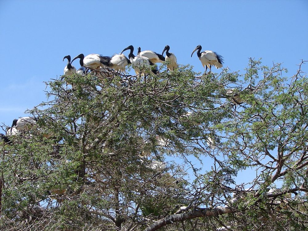 6 Fakta Ibis Suci Afrika, Burung Pengarung Sangat Sosial