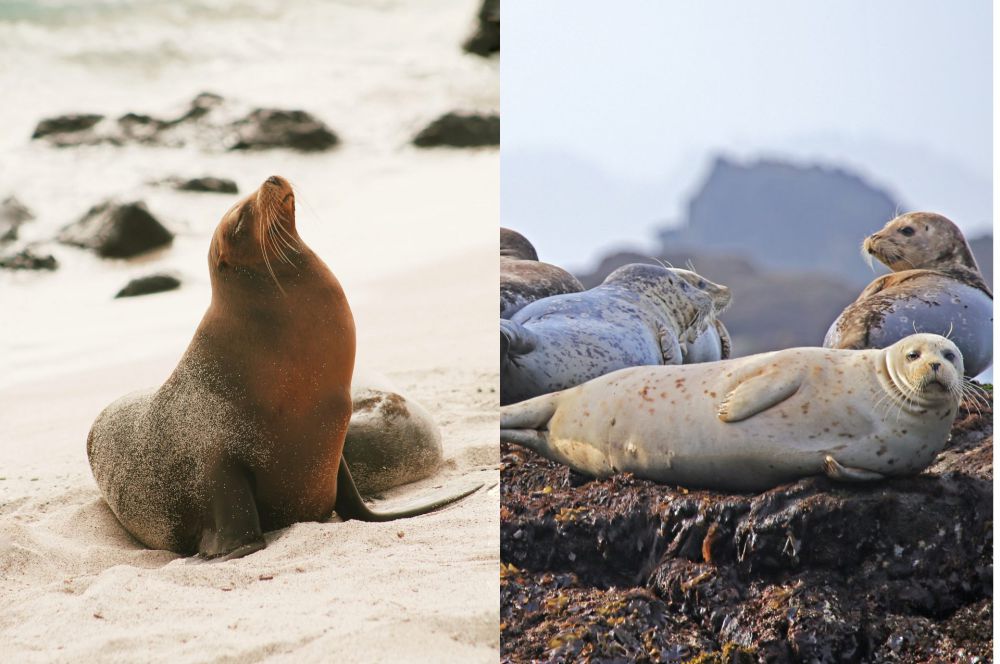 5 Perbedaan Anjing Laut dan Singa Laut, Serupa tapi Tak Sama!