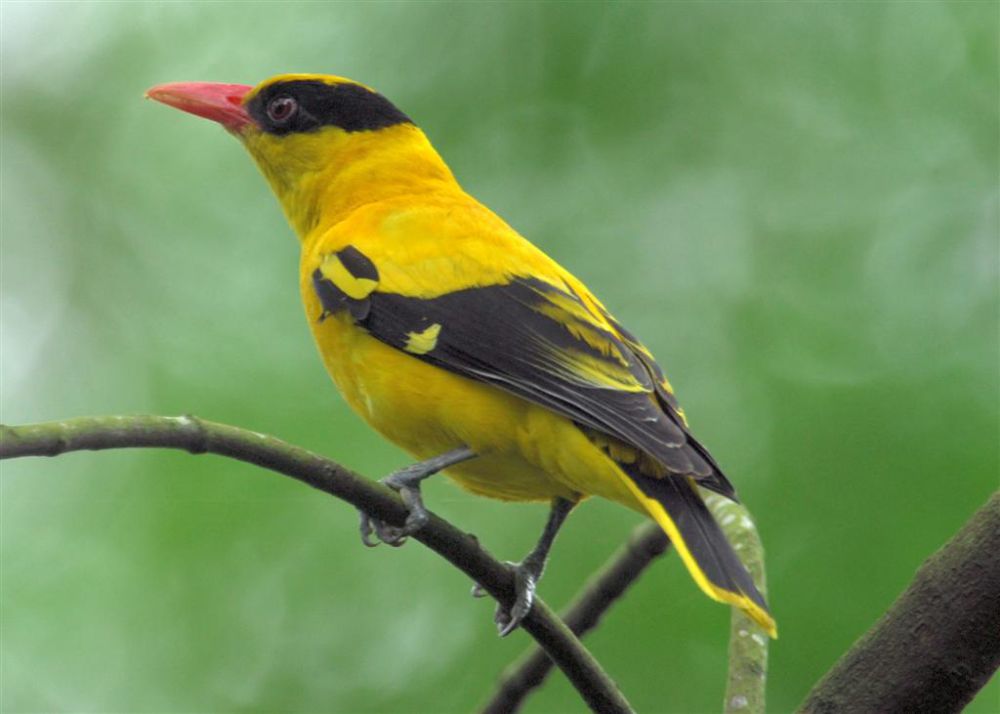 5 Fakta Kepodang Emas, Burung Kicau Cantik Maskot Fauna Jawa Tengah