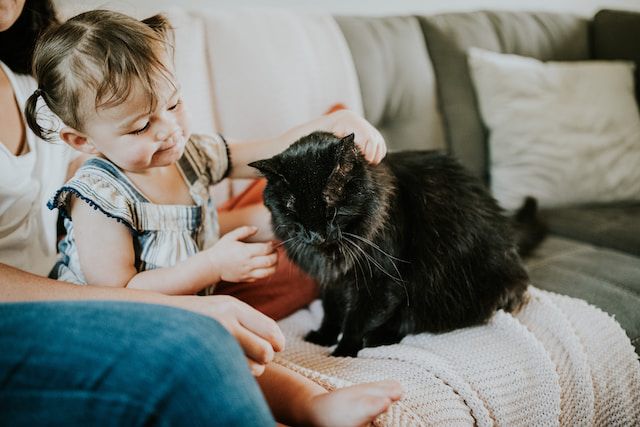 4 Pelajaran Dari Memelihara Kucing, Melatih Kesabaran