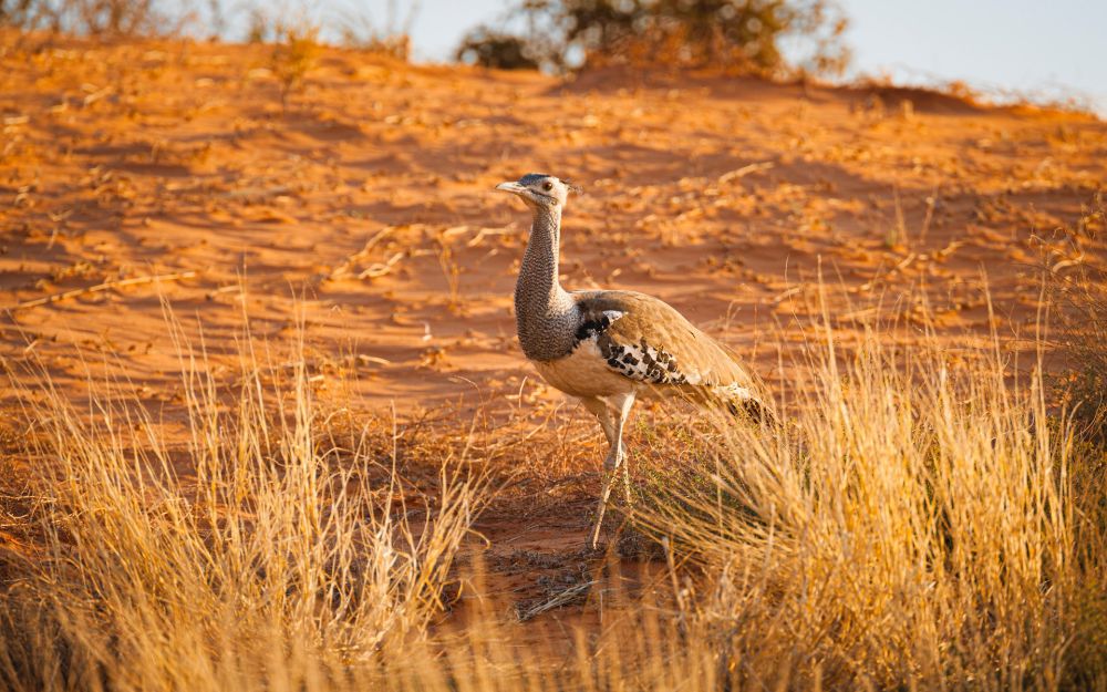 6 Fakta Kori Bustard, Burung Terbang Terberat di Afrika!