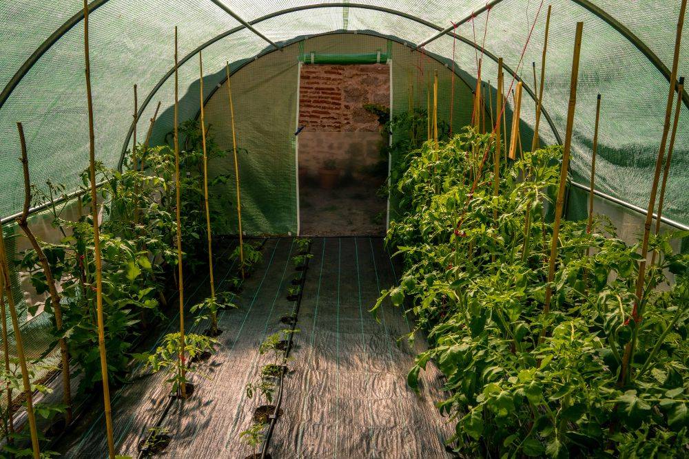 4 Langkah Ciptakan Greenhouse Mini, Berkebun Di Lahan Sempit