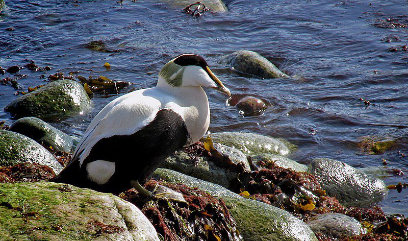 9 Fakta Unik Common Eider, Hasilkan Duvet Berharga Selangit!