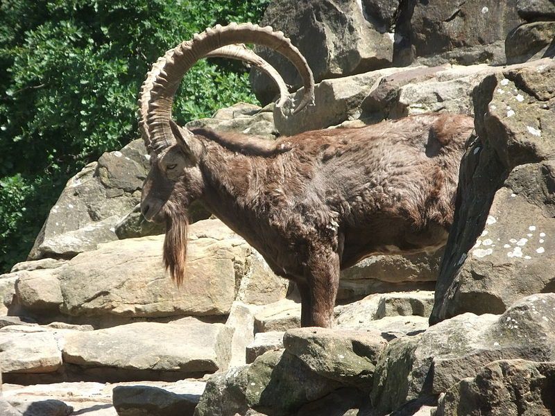 5 Fakta Menarik Siberian Ibex, Mamalia dengan Ukuran Tanduk Raksasa!