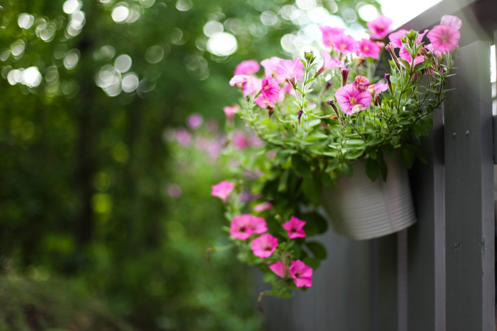 5 Bunga Gantung buat Teras Rumah, Bikin Tetangga Ngelirik