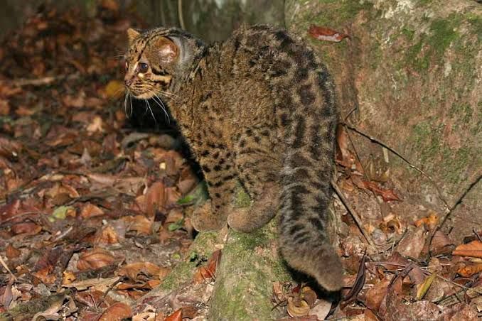5 Fakta Kucing Marmer, Spesies Langka yang Terancam Punah