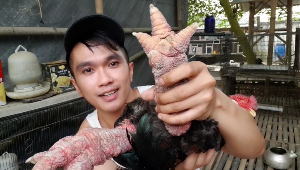 5 Fakta Unik Ayam Dong Tao, si Kaki Besar dari Vietnam