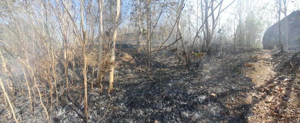 Gegara Bakar Sampah, 2 Hektare Lahan di Bantul Terbakar
