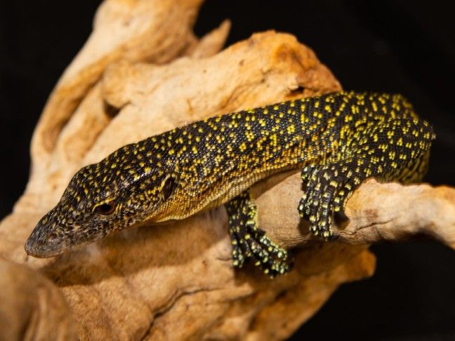 5 Fakta Unik Mangrove Monitor, Kadal Besar Bertubuh Eksotis