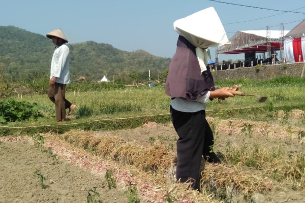 Anjlok, Bawang Merah di Bantul Cuma Dihargai Rp5 Ribu per Kg