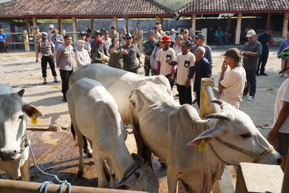 100 Ekor Sapi Peranakan PO Ikuti Kontes di Gunungkidul