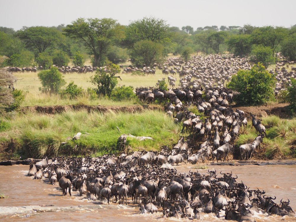 6 Taman Nasional di Kenya, Animal Lovers Wajib Jelajahi!
