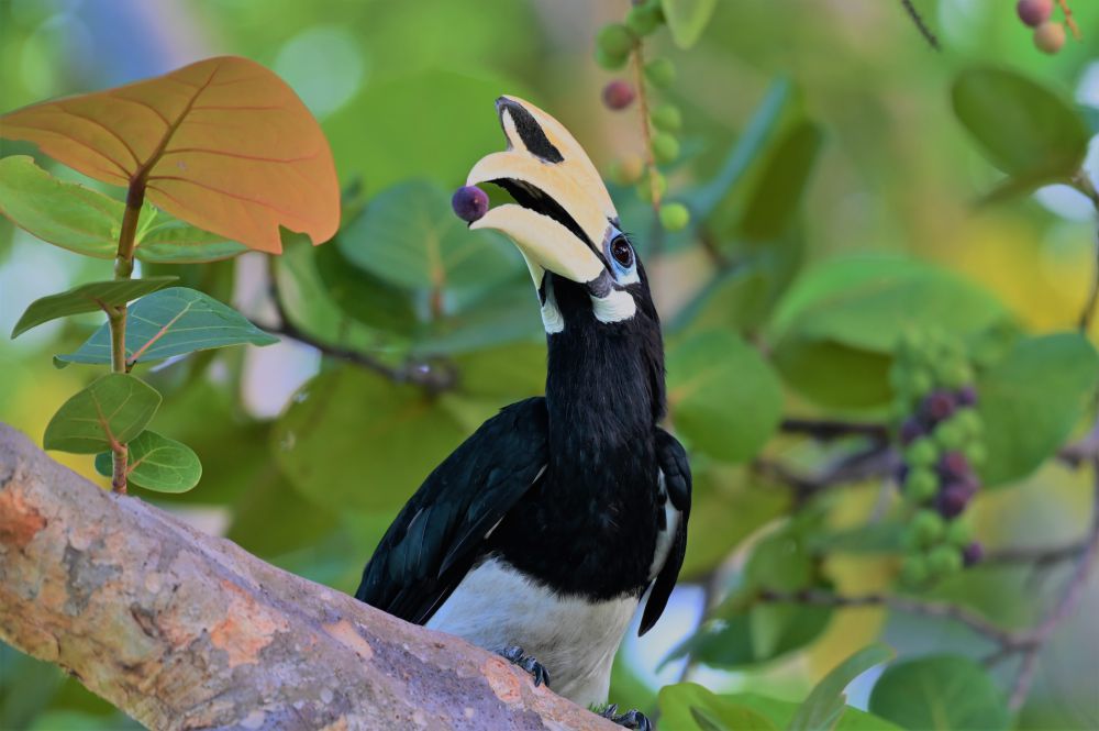 5 Fakta Enggang, Burung Romantis jadi Kebanggaan Indonesia