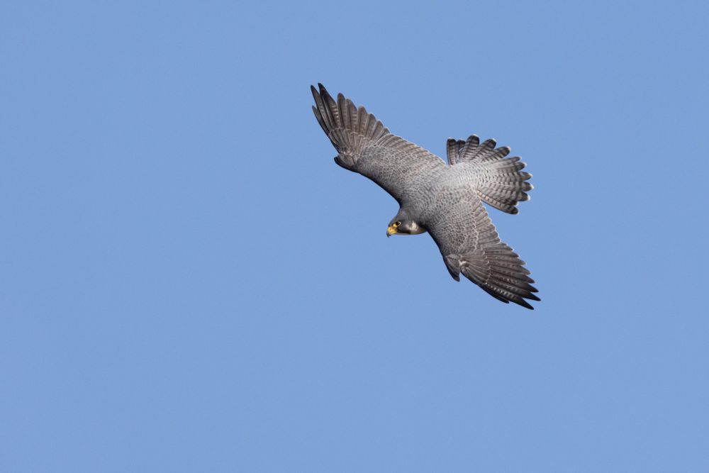 7 Fakta Menakjubkan Alap-alap Kawah, Burung Tercepat di Dunia!