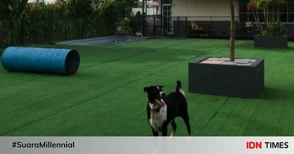 5 Dog Park Di Bali, Bisa Hangout Bareng Anjing Peliharaan