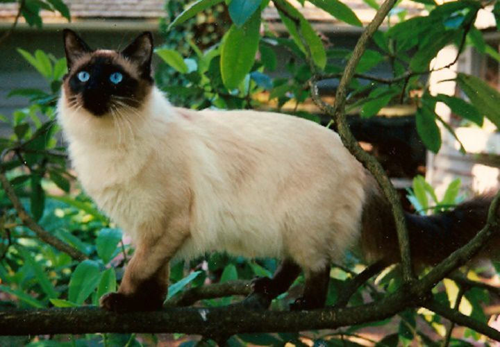 5 Spesies Kucing yang Memiliki Ekor Panjang, Menawan!