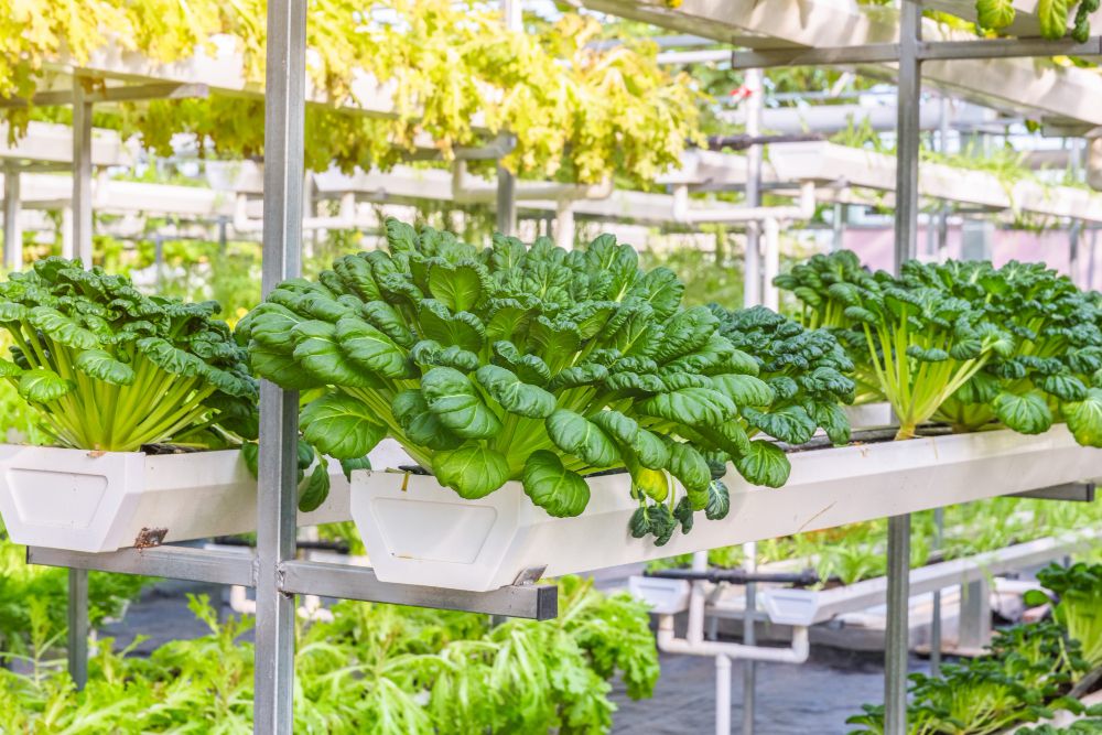 4 Langkah Ciptakan Greenhouse Mini, Berkebun Di Lahan Sempit