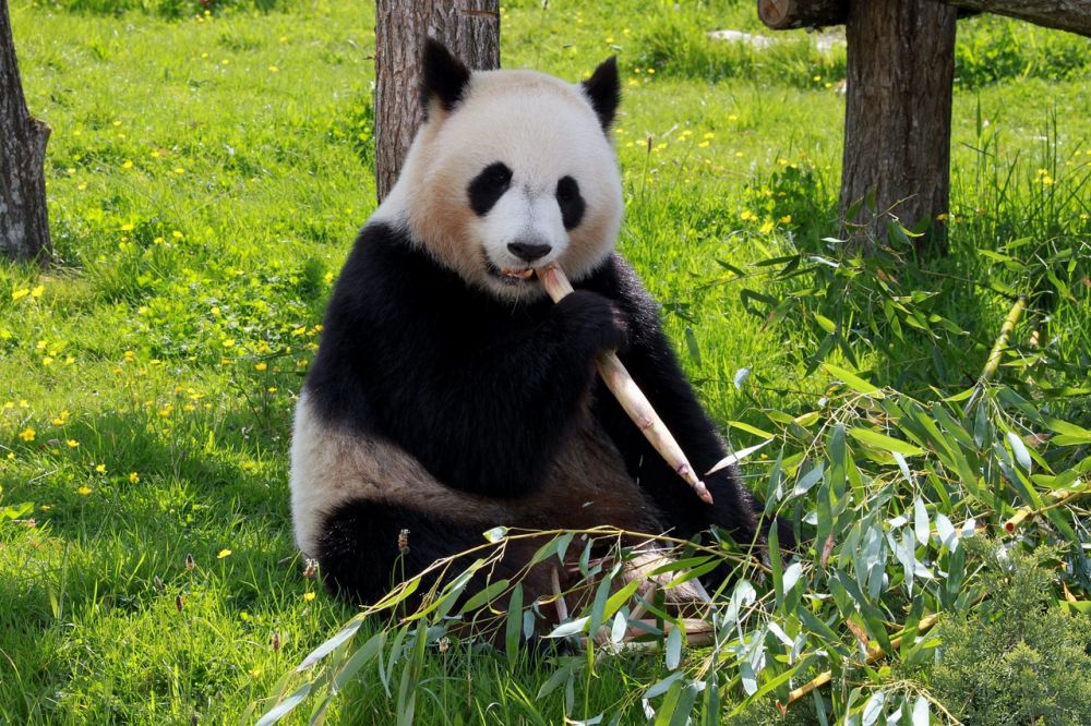3 Alasan Kenapa Panda Suka Sekali Makan Bambu