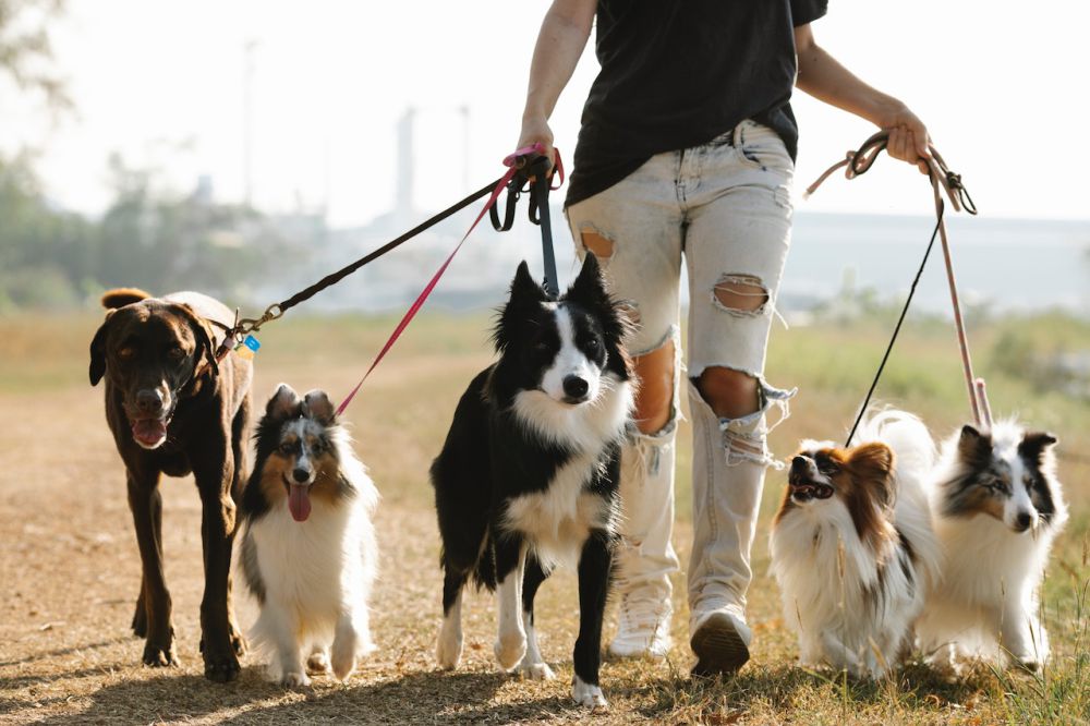 8 Pelajaran Hidup yang Manusia Bisa Pelajari dari Seekor Anjing