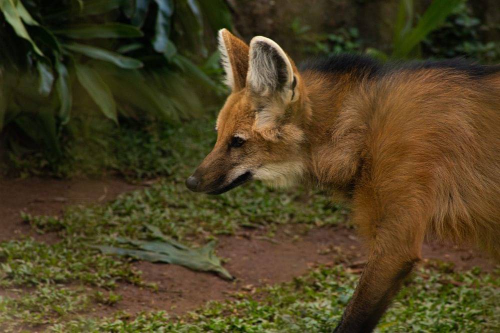 7 Fakta Unik Serigala Bersurai, Mereka Bukanlah Serigala!