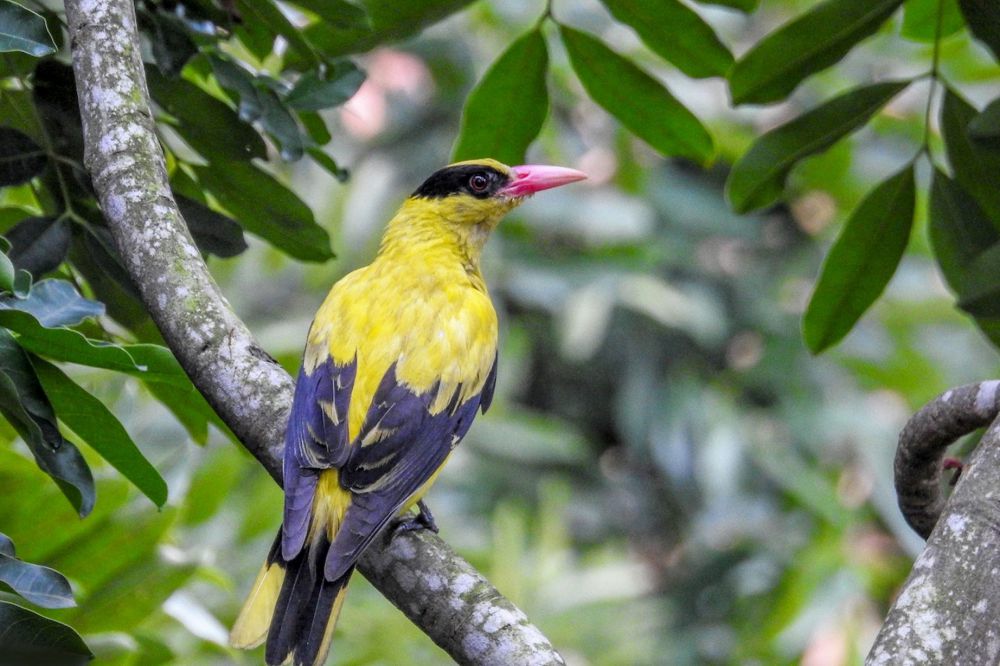 5 Fakta Kepodang Emas, Burung Kicau Cantik Maskot Fauna Jawa Tengah