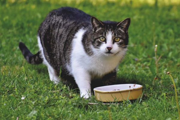 3 Risiko Memelihara Kucing secara Outdoor