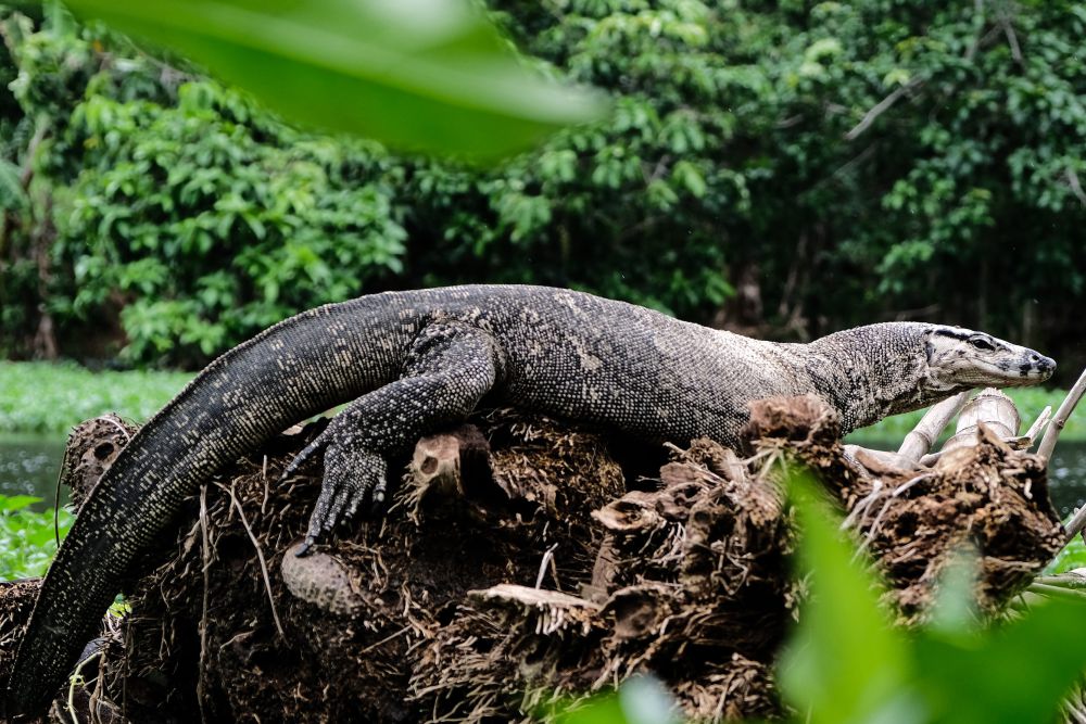5 Fakta Menarik Tentang Biawak, Reptil Mirip Komodo!