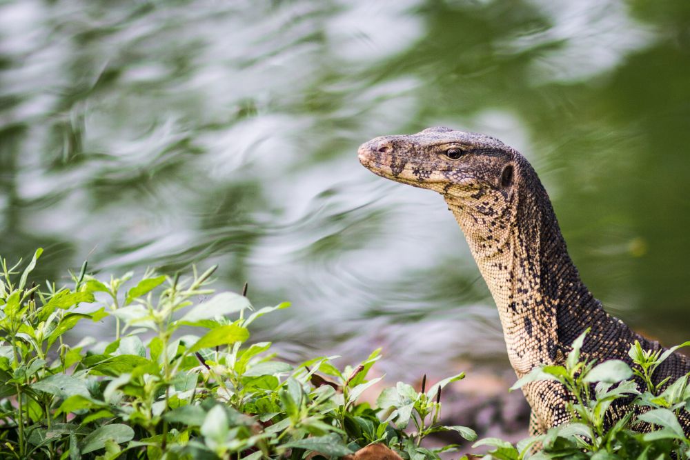 5 Fakta Menarik Tentang Biawak, Reptil Mirip Komodo!