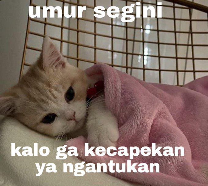 Meme Kocak Lagi Capek