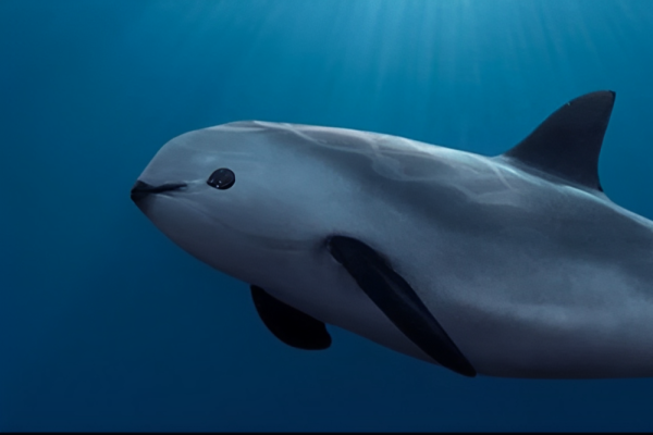 7 Fakta Vaquita, Lumba-Lumba Terkecil yang Hampir Punah