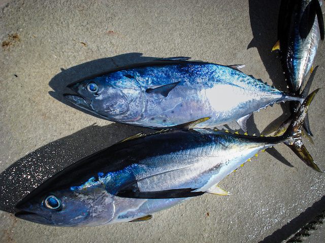 Resep Ikan Kuah Pala Banda Khas Maluku, Menu Lauk yang Bikin Kalap