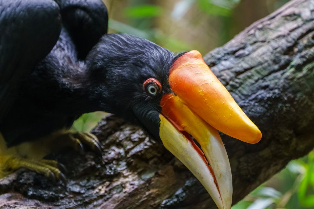 5 Fakta Enggang, Burung Romantis jadi Kebanggaan Indonesia