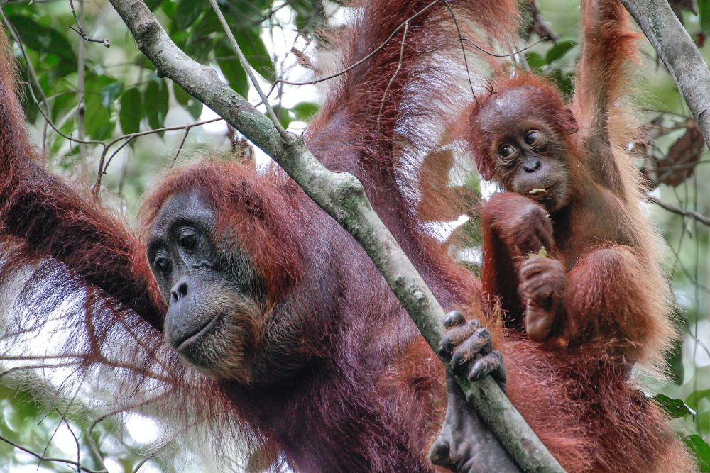 Abelli Fest 2 Sajikan Talkshow Love For Orangutan di Pos Bloc Medan