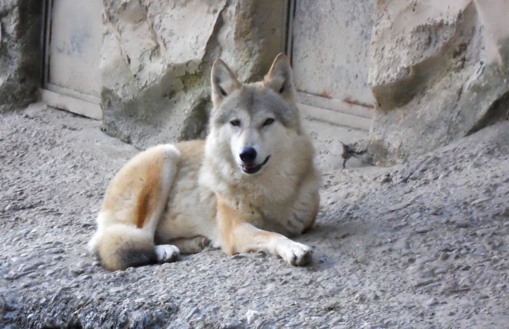 5 Fakta Serigala Tibet, Spesies Dijuluki Nenek Moyang Anjing