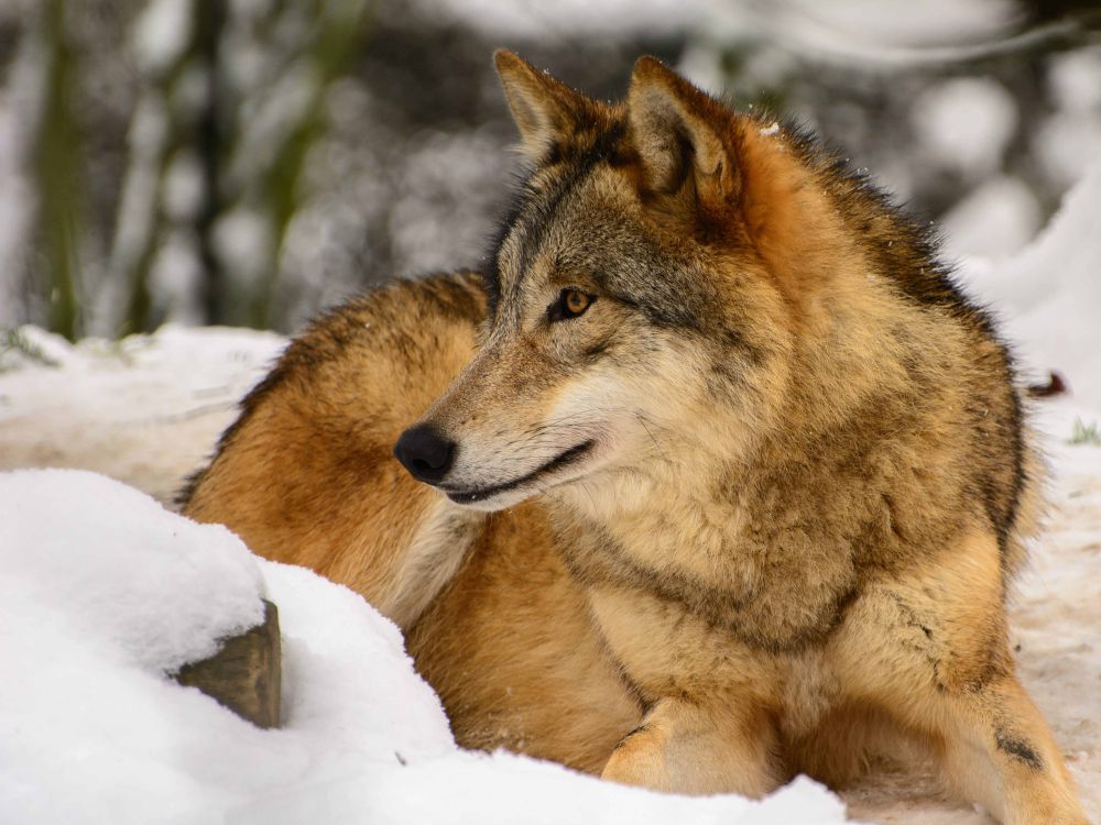 5 Fakta Serigala Tibet, Spesies Dijuluki Nenek Moyang Anjing