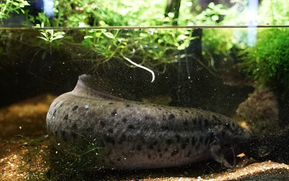 6 Fakta Lungfish Afrika Barat, Ikan Dapat Hidup di Darat?