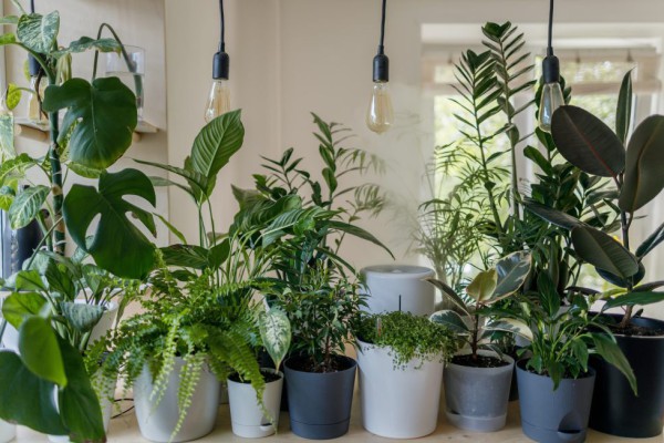 5 Cara Mengatasi Tanaman Indoor yang Overwatering
