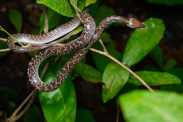 Fakta-Fakta Menarik Ular Cecak yang Kerap Ditemukan di Pemukiman