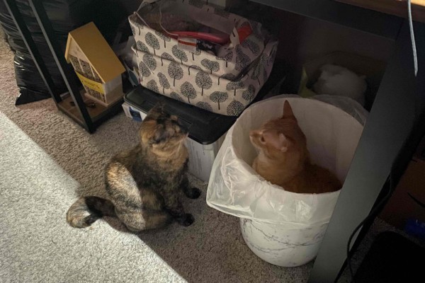 10 Foto Kucing Nongkrong di Tempat Sampah, Gak Ada Tempat Lain Apa?