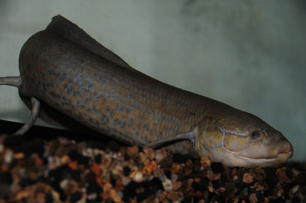 6 Fakta Lungfish Afrika Barat, Ikan Dapat Hidup di Darat?