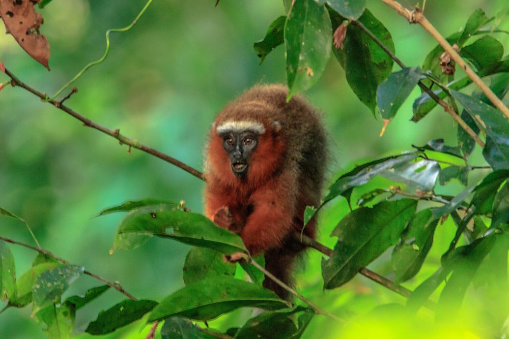 6 Fakta Unik Monyet Titi, Bisa Merasakan Cemburu dan Stres
