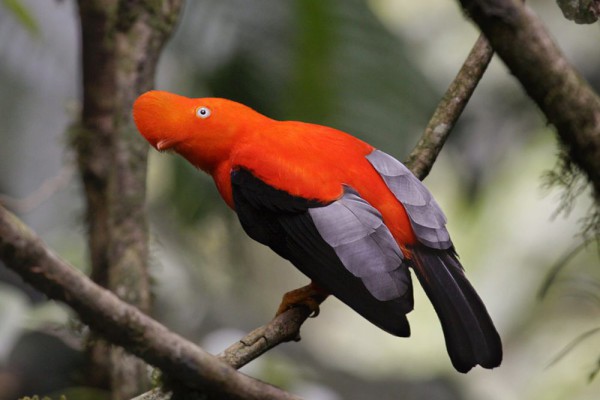 6 Fakta Andean Cock of the Rock, si Burung Nasional Peru