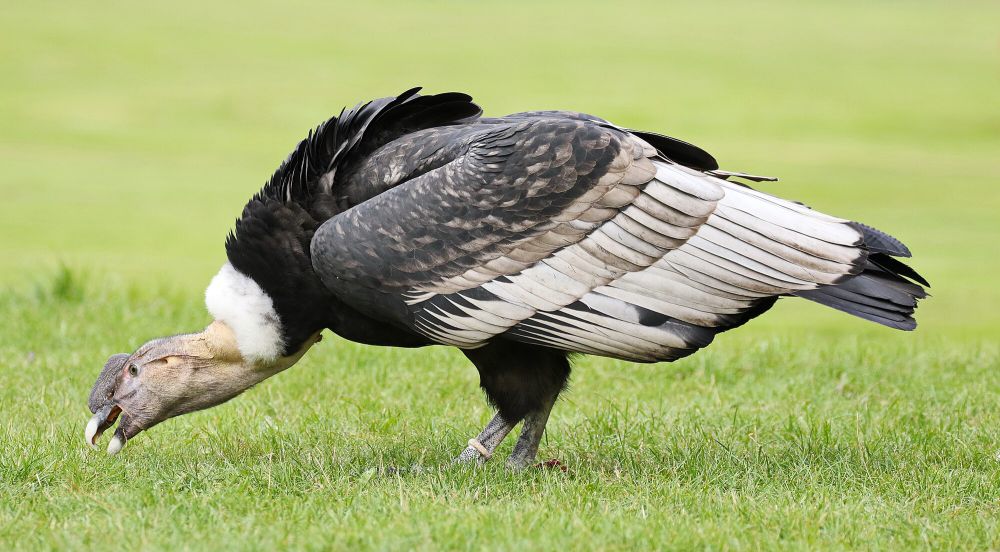 8 Fakta Unik Kondor Andes, Burung Pemangsa Terbesar di Dunia!