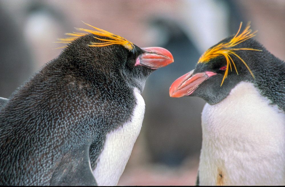 7 Fakta Penguin Makaroni, Beberapa Melakukan Perceraian, Lho!