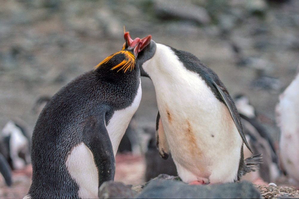 7 Fakta Penguin Makaroni, Beberapa Melakukan Perceraian, Lho!