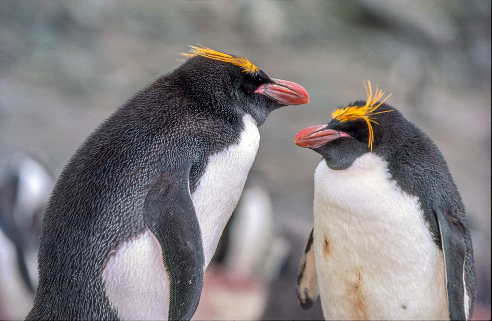 7 Fakta Penguin Makaroni, Beberapa Melakukan Perceraian, Lho!