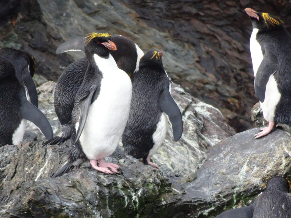 7 Fakta Penguin Makaroni, Beberapa Melakukan Perceraian, Lho!