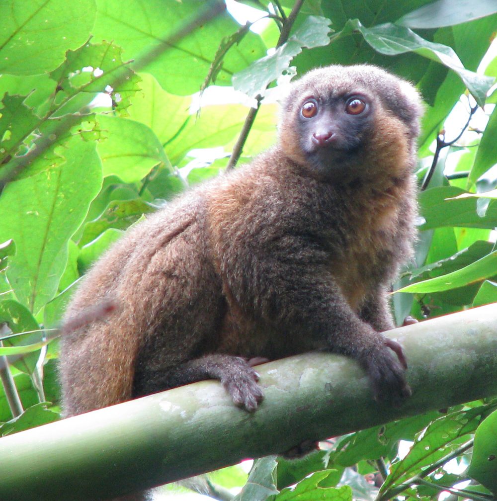 6 Fakta Lemur Bambu Emas, Makan 500 gram Bambu Tiap Hari!